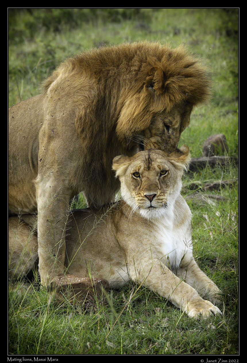 lion_JZ9_6483cfxa