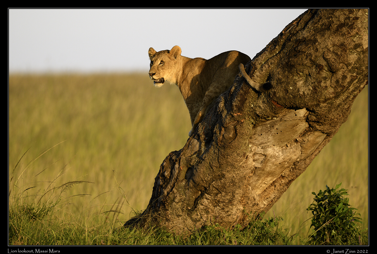 lion_JZ9_7048a