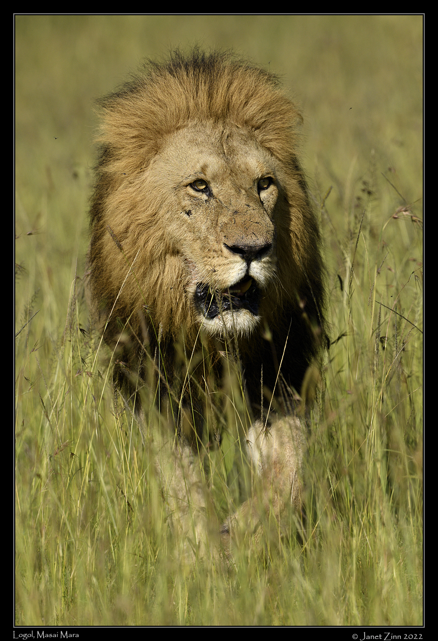 lion_JZ9_8313a