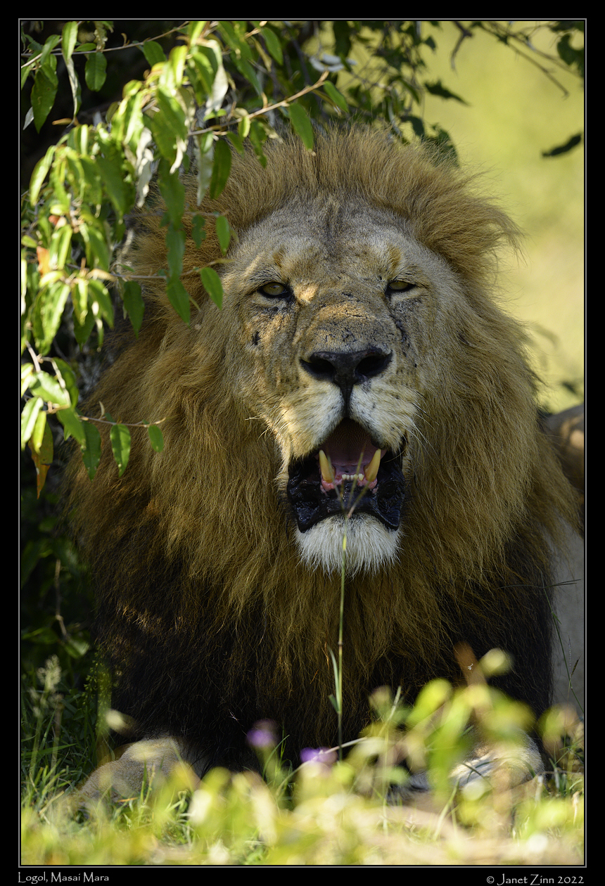 lion_JZ9_8350a