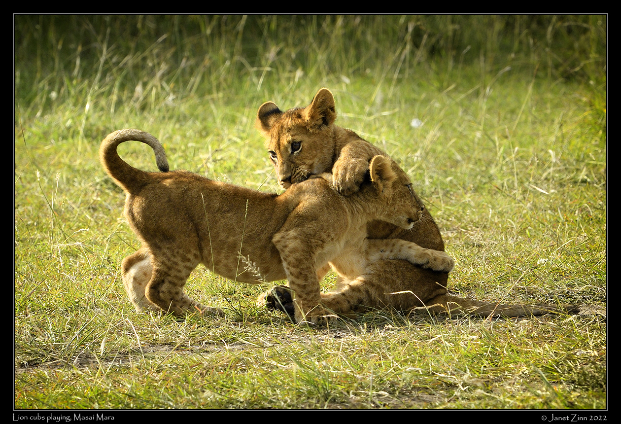 lion_cubs_JZ1_7472va