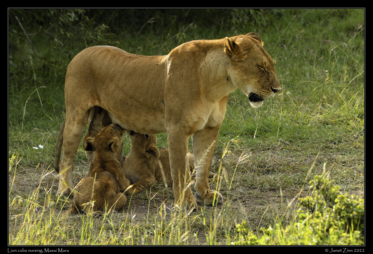 lion_cubs_JZ1_7512a