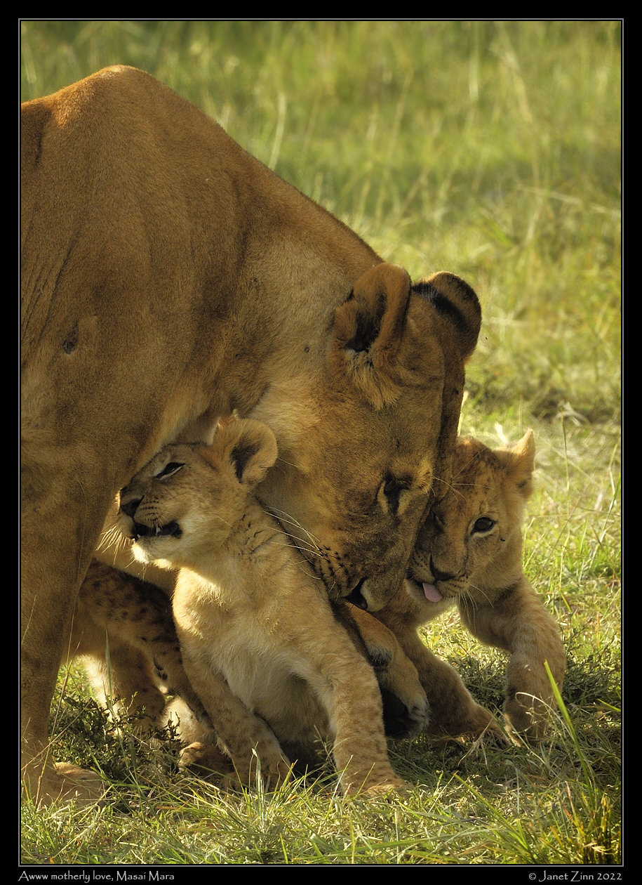 lion_cubs_JZ1_7541-1cfxa