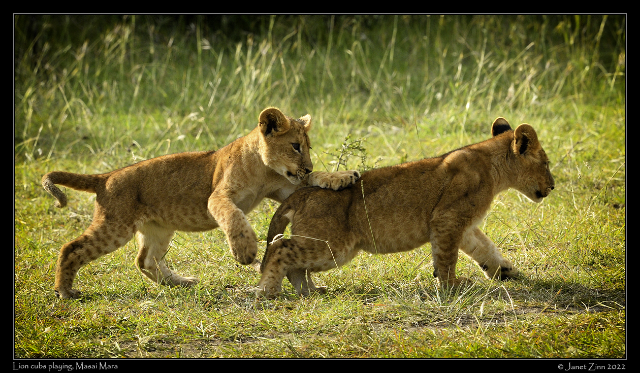 lion_cubs_JZ71_7466va