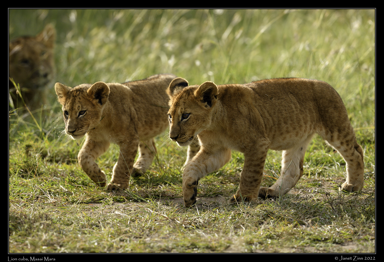 lion_cubs_JZ9_2174a