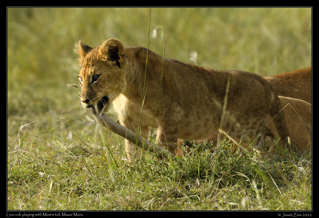 lion_cubs_JZ9_2290a