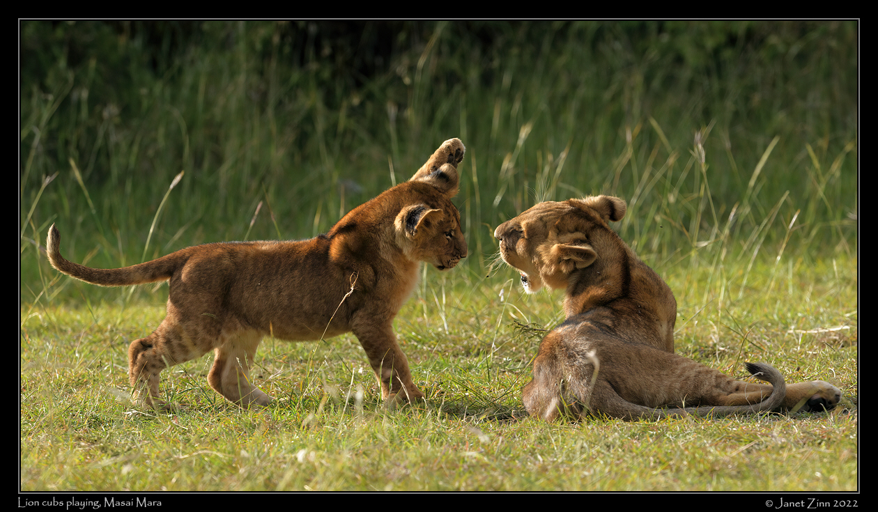 lion_cubs_JZ9_2303a