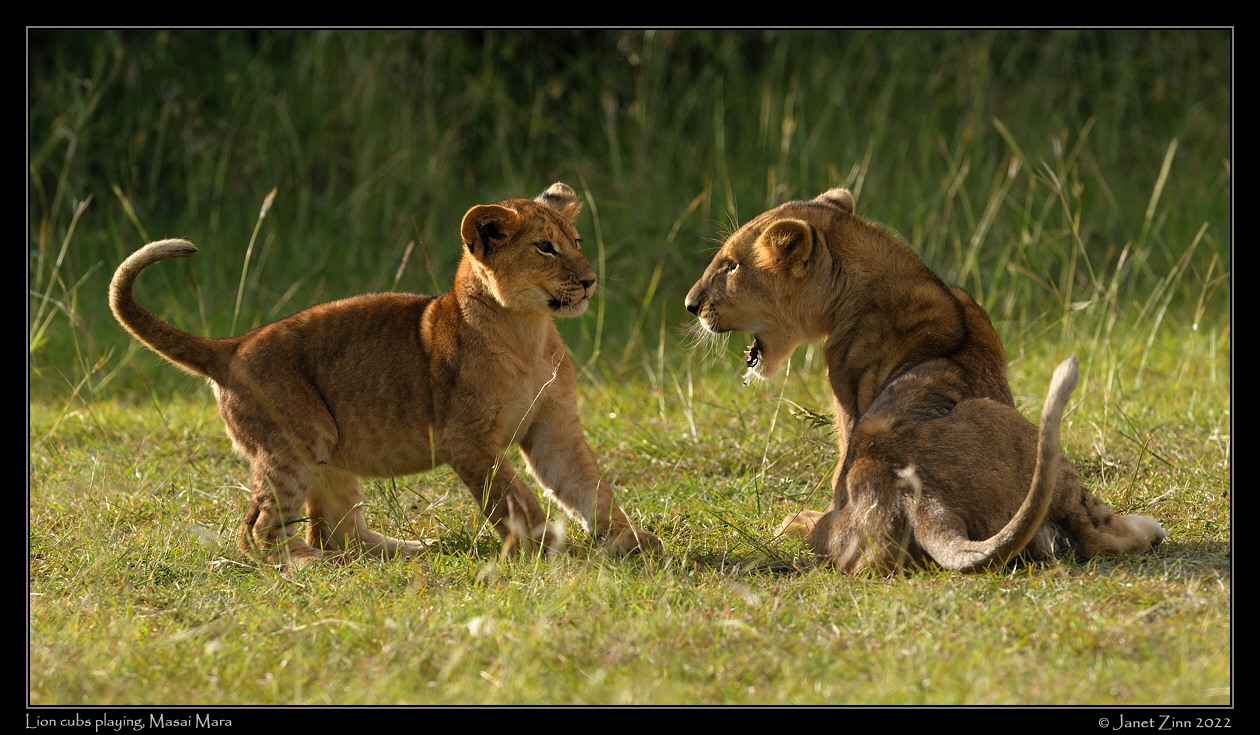 lion_cubs_JZ9_2326a