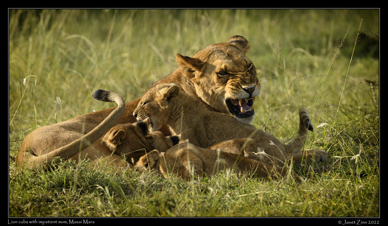lion_cubs_JZ9_2397va