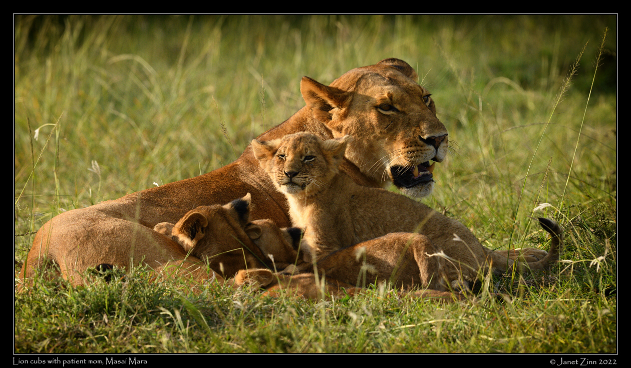 lion_cubs_JZ9_2400va