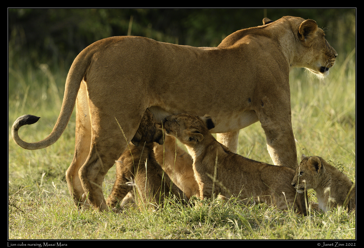 lion_cubs_JZ9_2417a