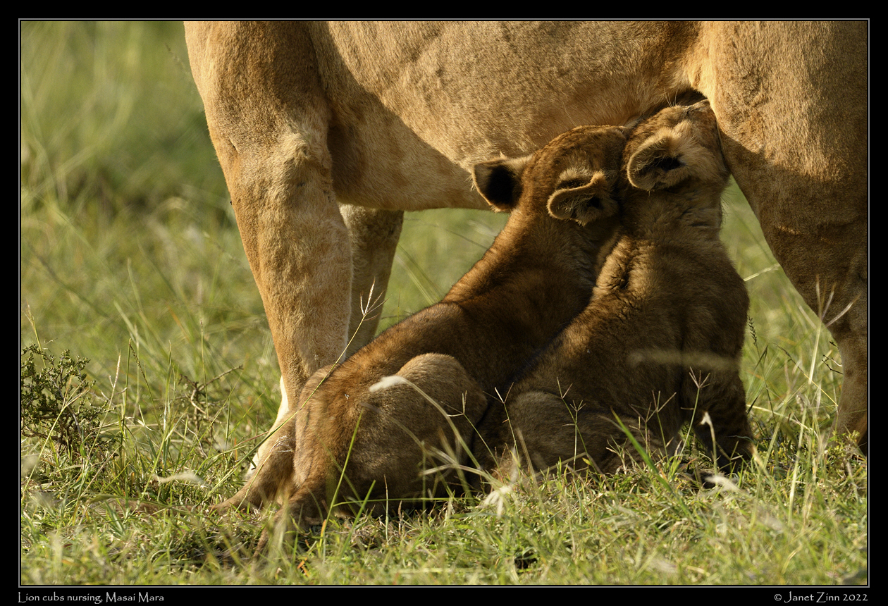 lion_cubs_JZ9_2423a