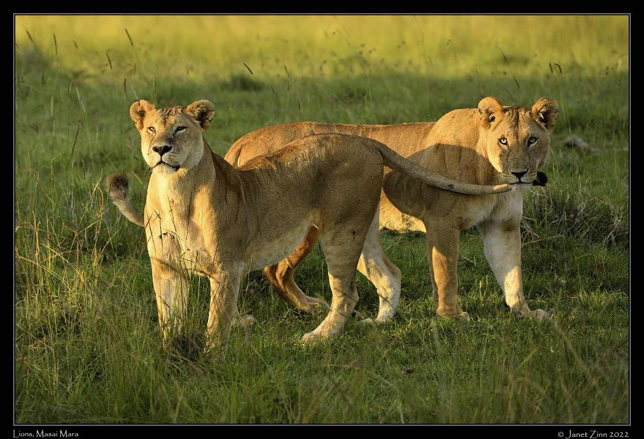 lions_JZ1_0105a