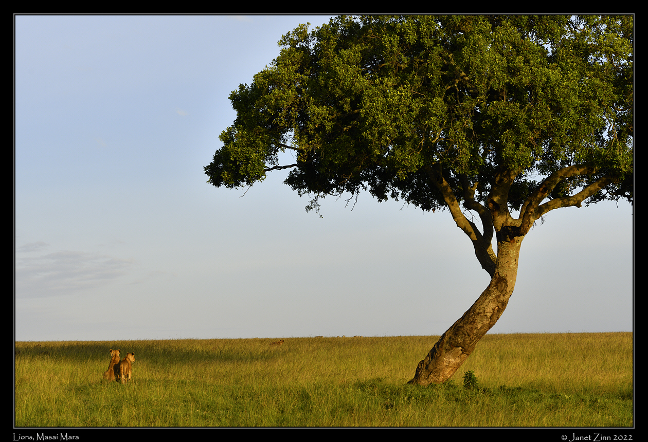 lions_JZ1_0115a