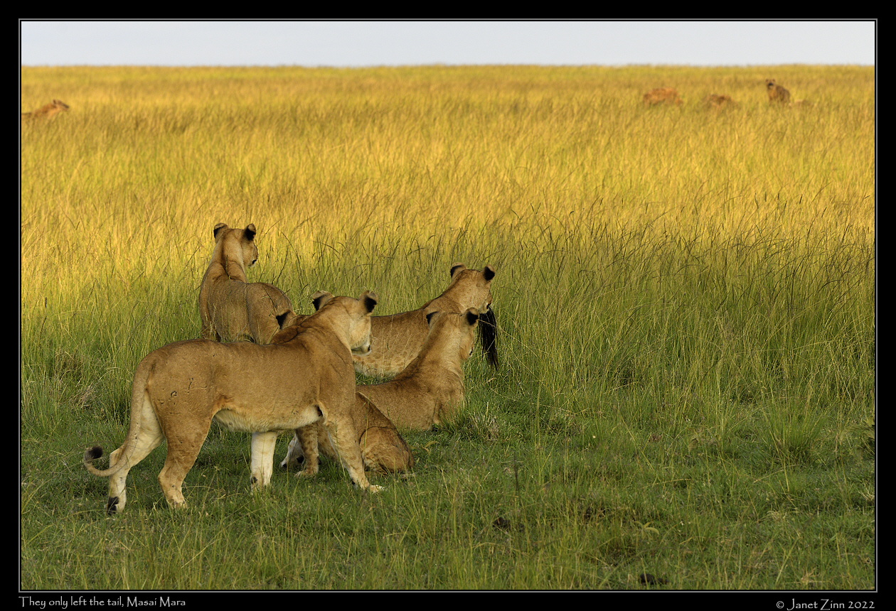 lions_JZ1_0123a
