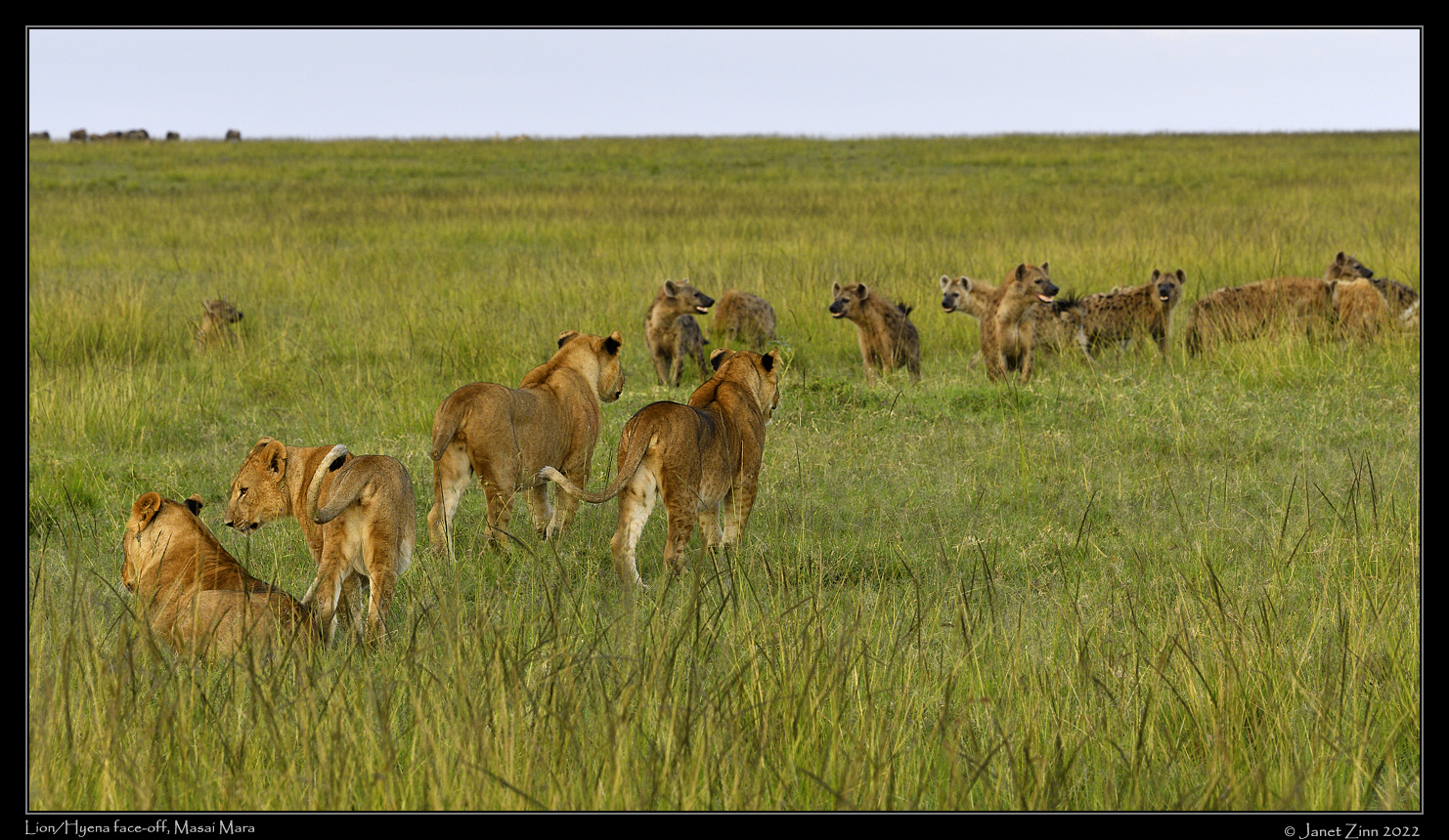 lions_hyenas_JZ1_0137a