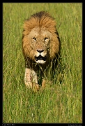 Logol, Marsh Pride, Masai Mara, Kenya � J. Zinn