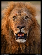  Lion, Masai Mara, Kenya � J. Zinn
