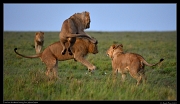  Four lion brothers playing,  Masai Mara, Kenya � J. Zinn