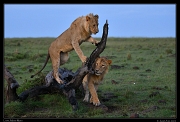  Lion brothers, Masai Mara, Kenya � J. Zinn