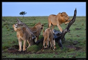  Lion brothers, Masai Mara, Kenya � J. Zinn