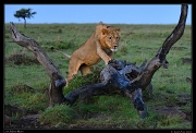  Lion, Masai Mara, Kenya � J. Zinn
