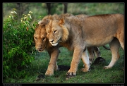  Lion brothers, Masai Mara, Kenya � J. Zinn