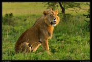  Lion, Masai Mara, Kenya � J. Zinn