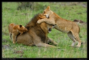  Lion cubs playing with Dad, Masai Mara, Kenya � J. Zinn