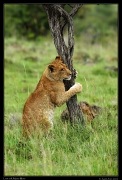  Lion cub, Masai Mara, Kenya � J. Zinn