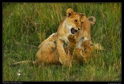  Lion cubs playing, Masai Mara, Kenya � J. Zinn