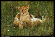  Lion cubs playing, Masai Mara, Kenya � J. Zinn