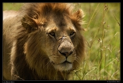  Lion, Masai Mara, Kenya � J. Zinn