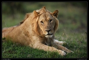  Subadult male lion,  Masai Mara, Kenya � J. Zinn