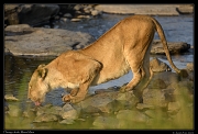  Lioness drinking, Masai Mara, Kenya � J. Zinn