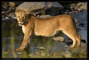  Lioness crossing the river, Masai Mara, Kenya � J. Zinn