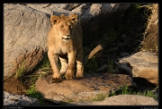  Lion cub, Masai Mara, Kenya � J. Zinn