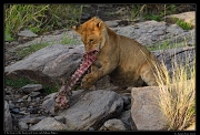  Lion cub with giraffe neck, Masai Mara, Kenya � J. Zinn