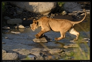  Lion crossing the river, Masai Mara, Kenya � J. Zinn