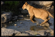  Leaping across the river, Masai Mara, Kenya � J. Zinn
