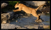  Leaping lion, Masai Mara, Kenya � J. Zinn