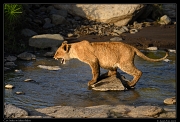  Lion crossing the river, Masai Mara, Kenya � J. Zinn