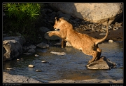  Lion leaping, Masai Mara, Kenya � J. Zinn