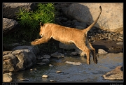  Lion leaping, Masai Mara, Kenya � J. Zinn
