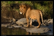  Male lion Olonyokie, Masai Mara, Kenya � J. Zinn
