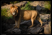 Lions