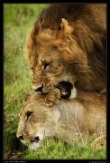  Lions mating, Masai Mara, Kenya � J. Zinn