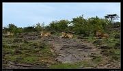  Lions, Masai Mara, Kenya � J. Zinn