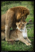  Lions mating, Masai Mara, Kenya � J. Zinn