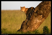  Lion on the lookout, Masai Mara, Kenya � J. Zinn